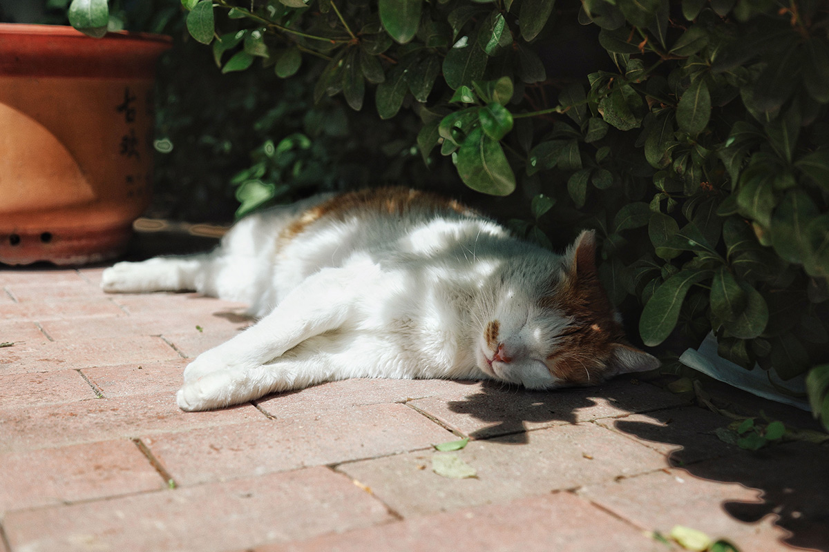 Avoiding heat exhaustion in cats