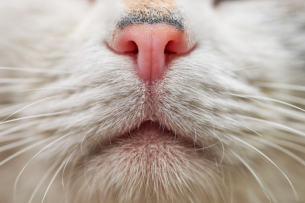 Do cats miss us when we're on holiday?