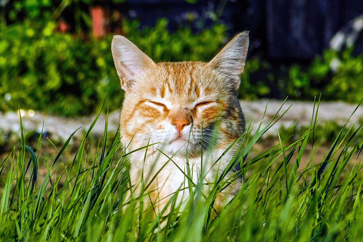 Cat sitting in the summer holidays