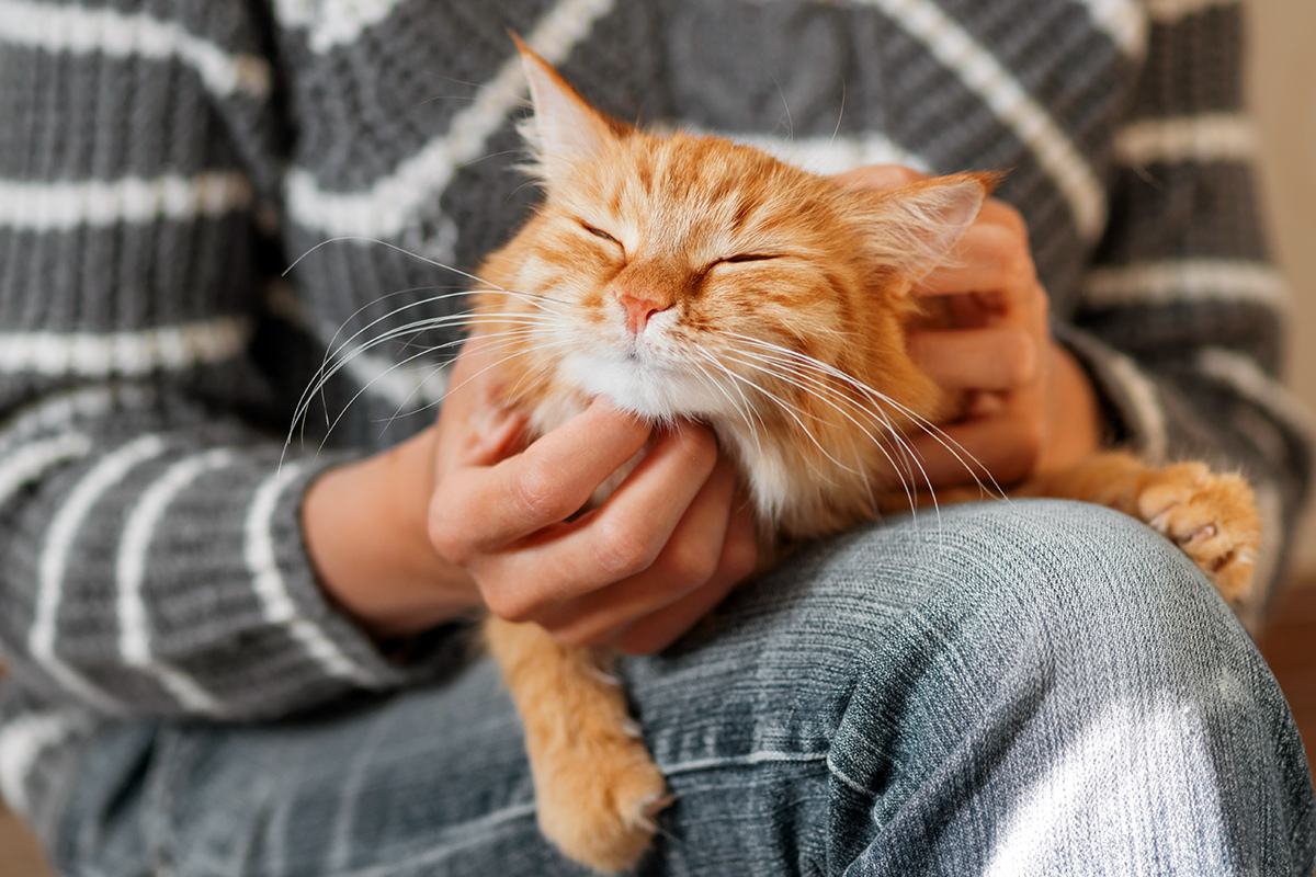 Choosing the right cat sitter