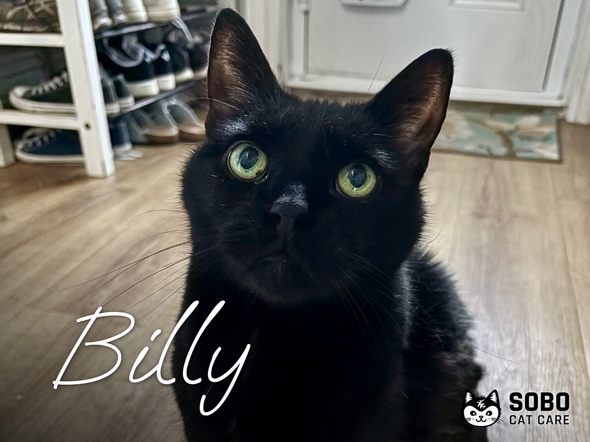 Billy - Cared for by SOBO Cat Care
