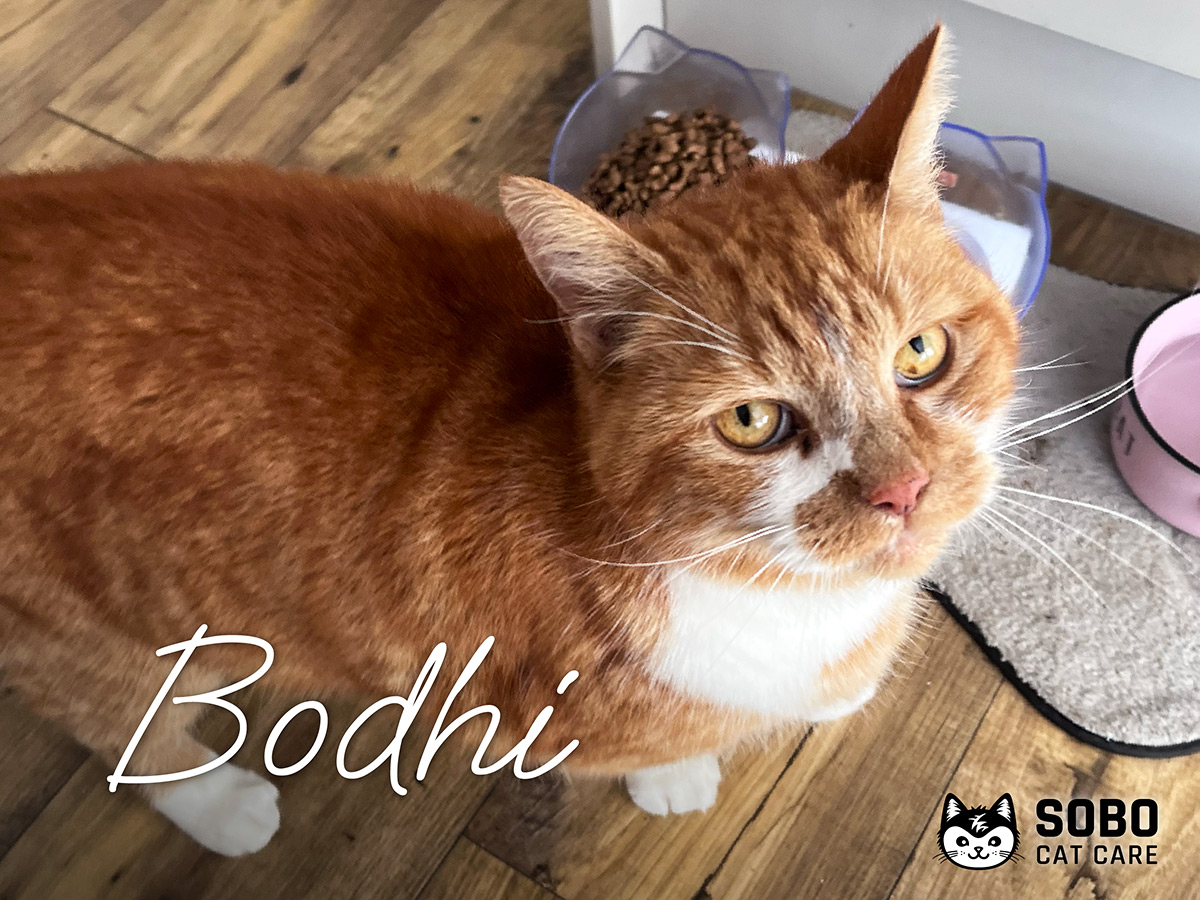 Bodhi - Cared for by SOBO Cat Care
