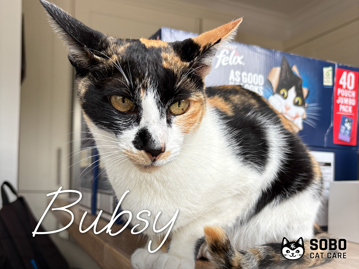 Bubsy - Cared for by SOBO Cat Care