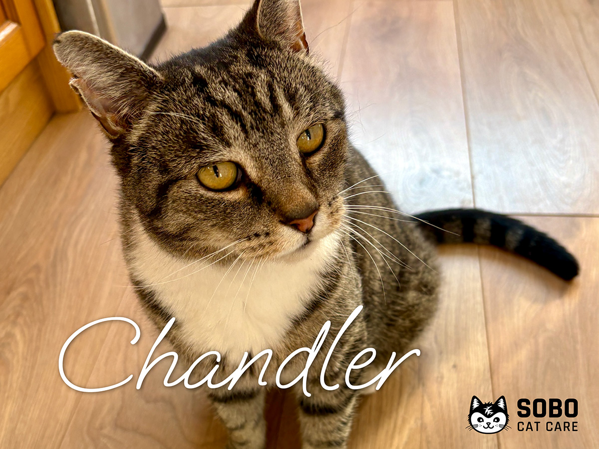 Chandler - Cared for by SOBO Cat Care