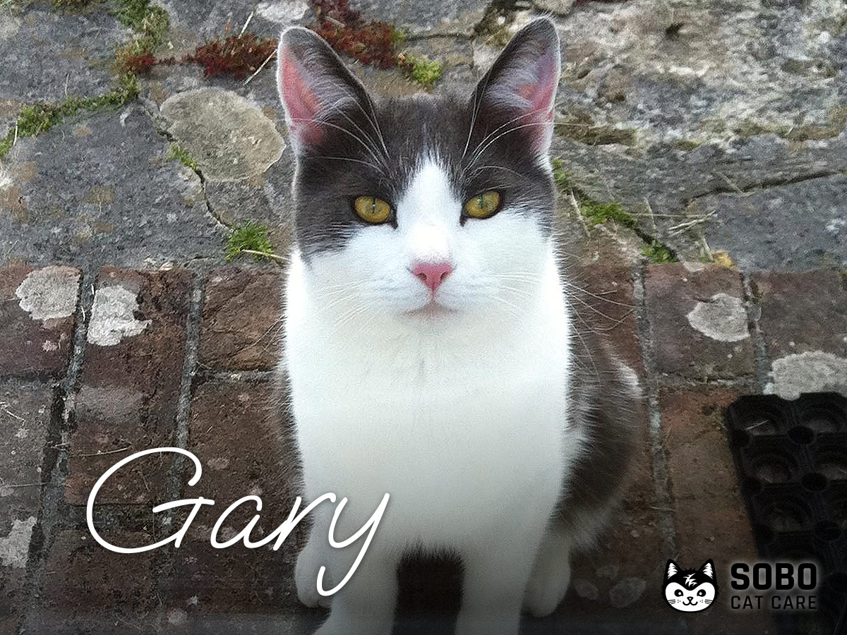 Gary - Cared for by SOBO Cat Care