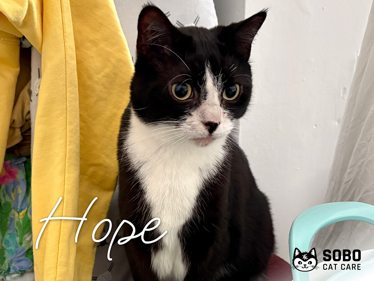 Hope - Cared for by SOBO Cat Care