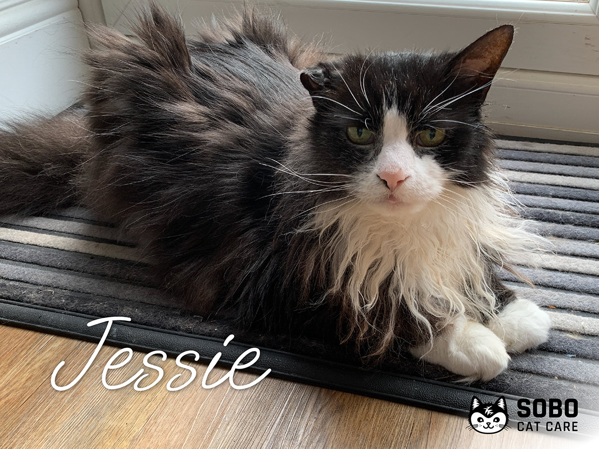Jessie - Cared for by SOBO Cat Care