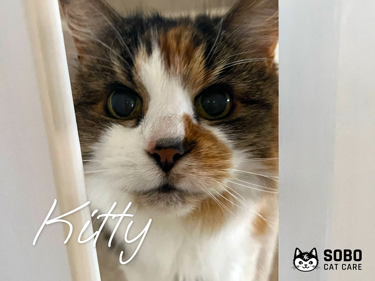 Kitty - Cared for by SOBO Cat Care