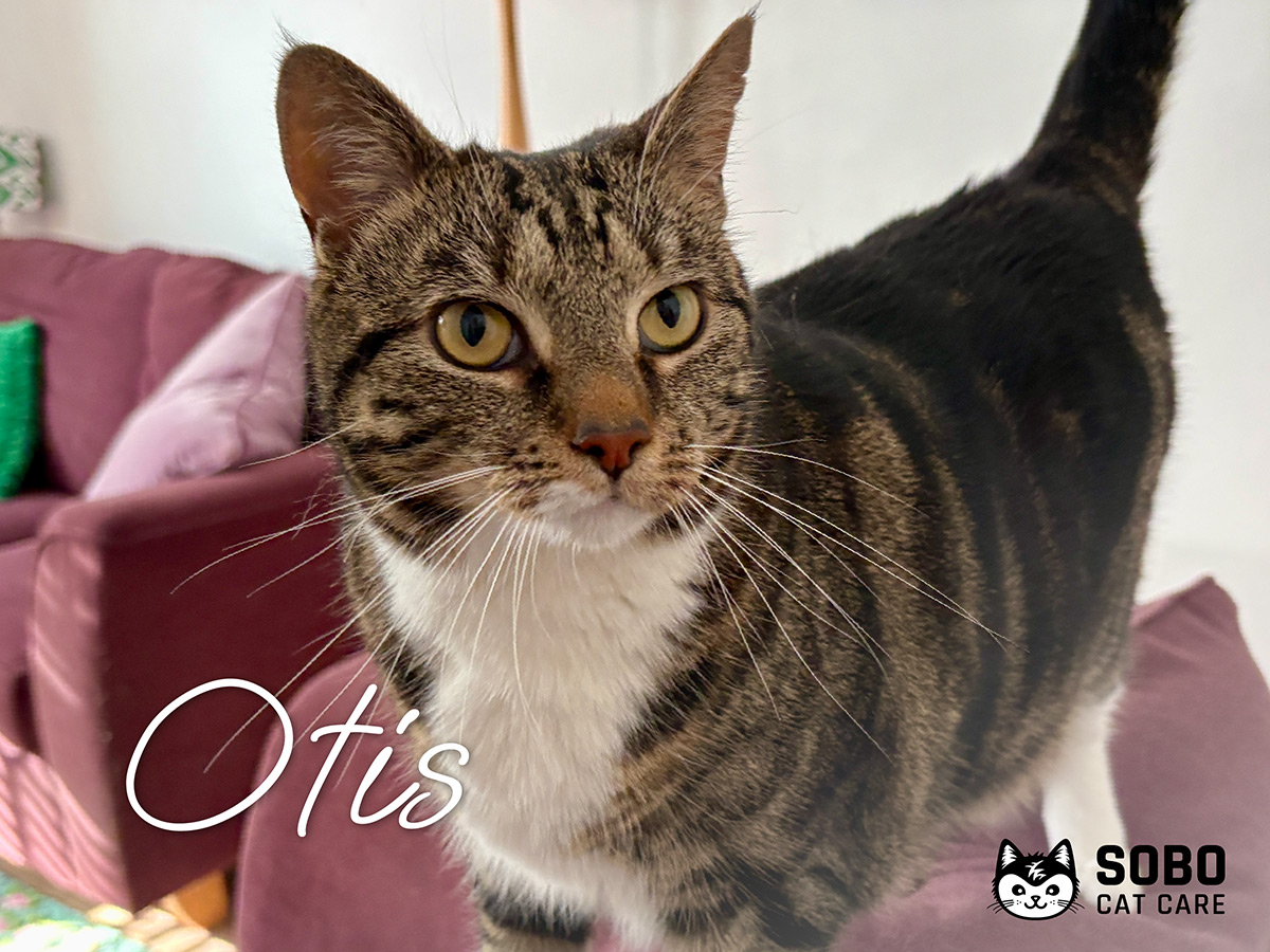 Otis - Cared for by SOBO Cat Care