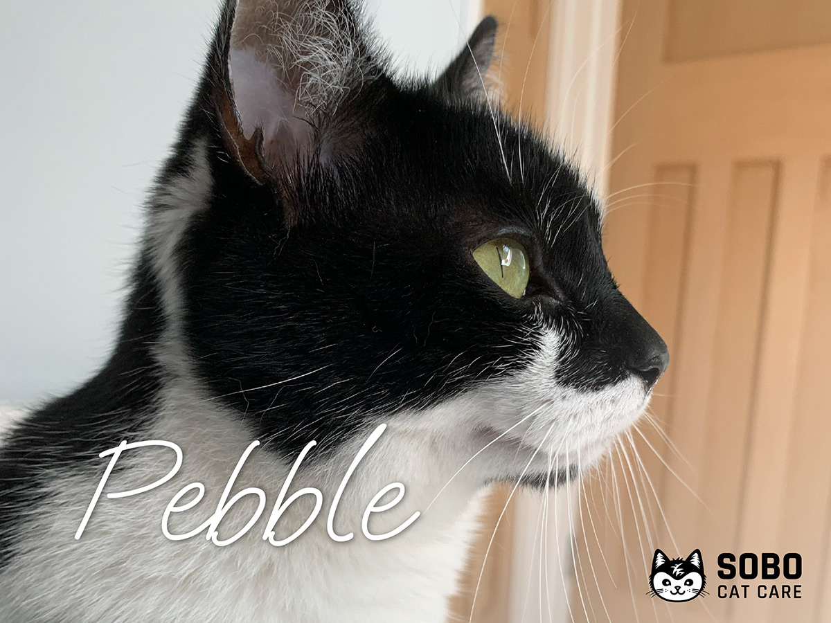Pebble - Cared for by SOBO Cat Care