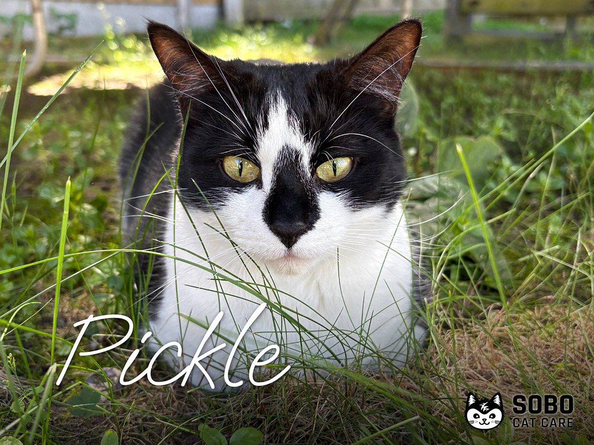 Pickle - Cared for by SOBO Cat Care