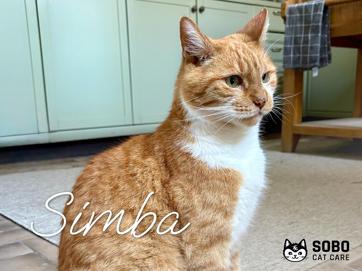 Simba - Cared for by SOBO Cat Care
