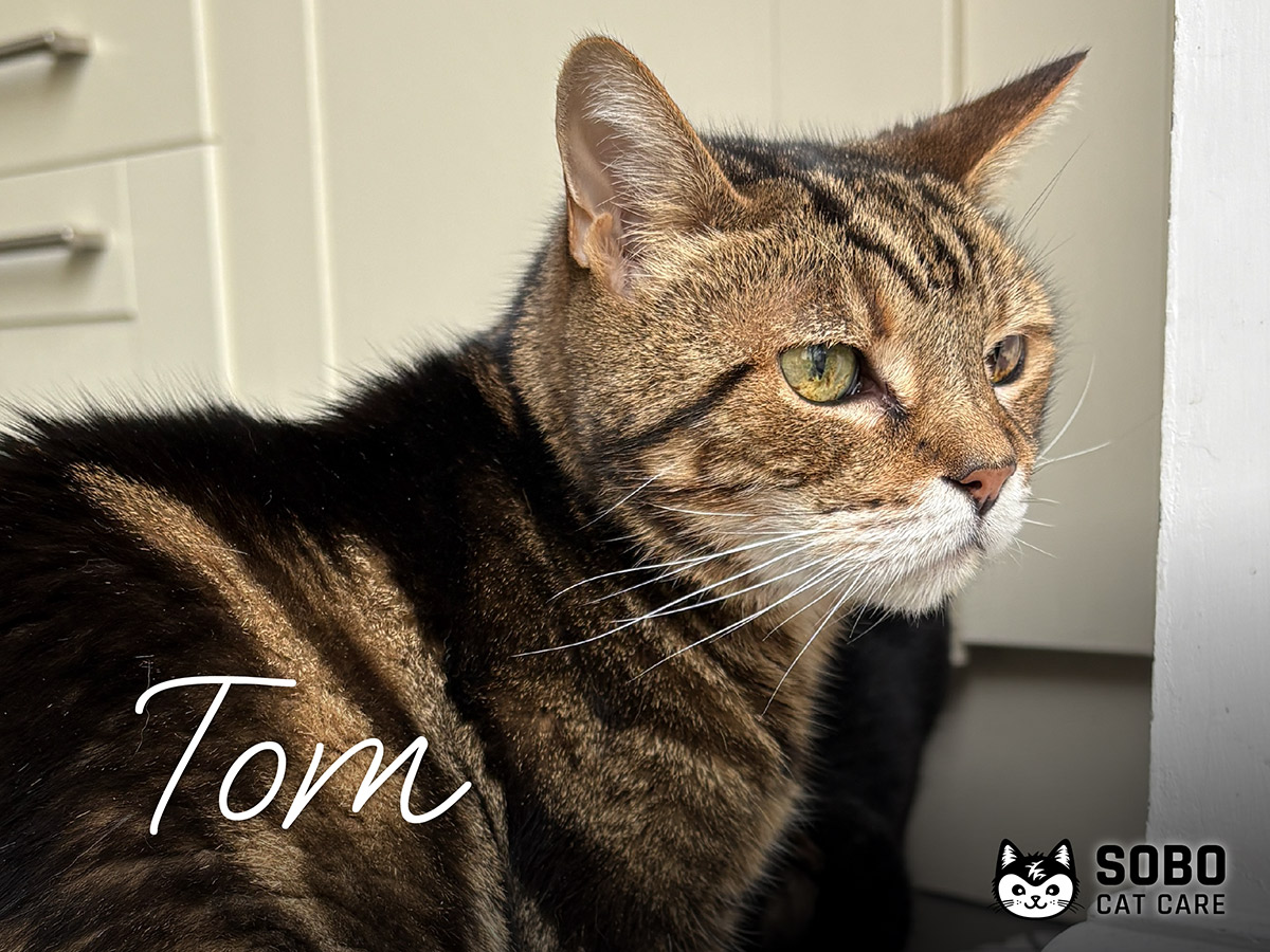 Tom - Cared for by SOBO Cat Care