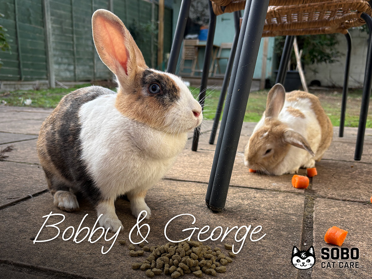 Bobby & George - Cared for by SOBO Cat Care