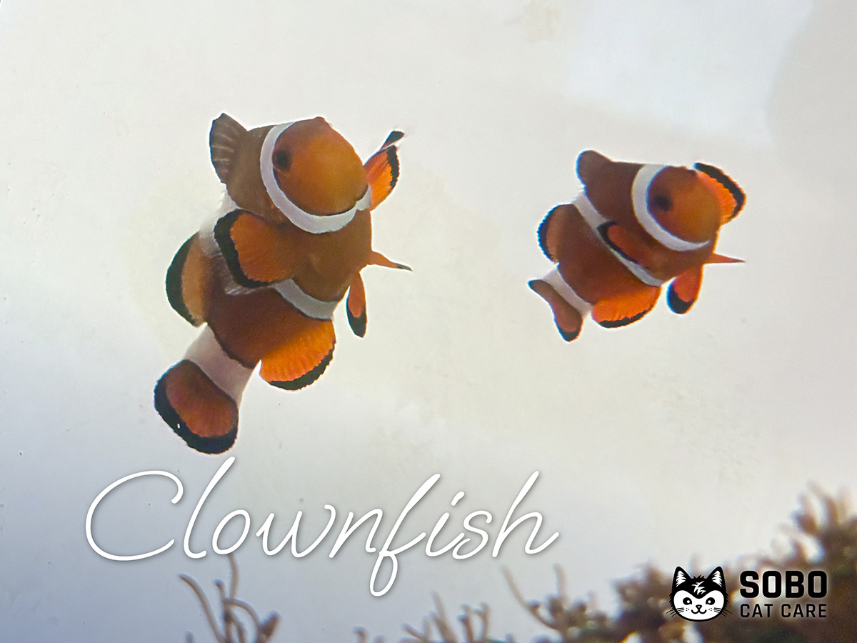 Clownfish - Cared for by SOBO Cat Care