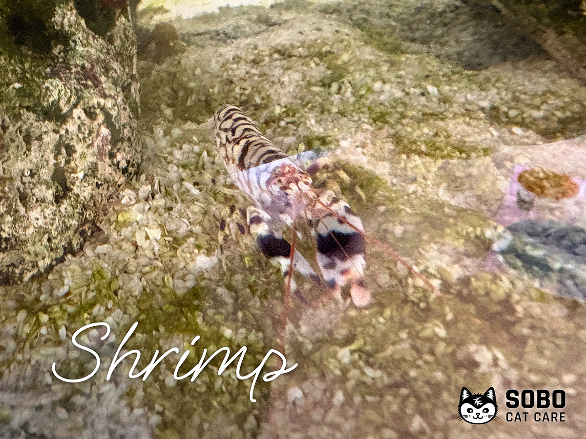 Shrimp - Cared for by SOBO Cat Care