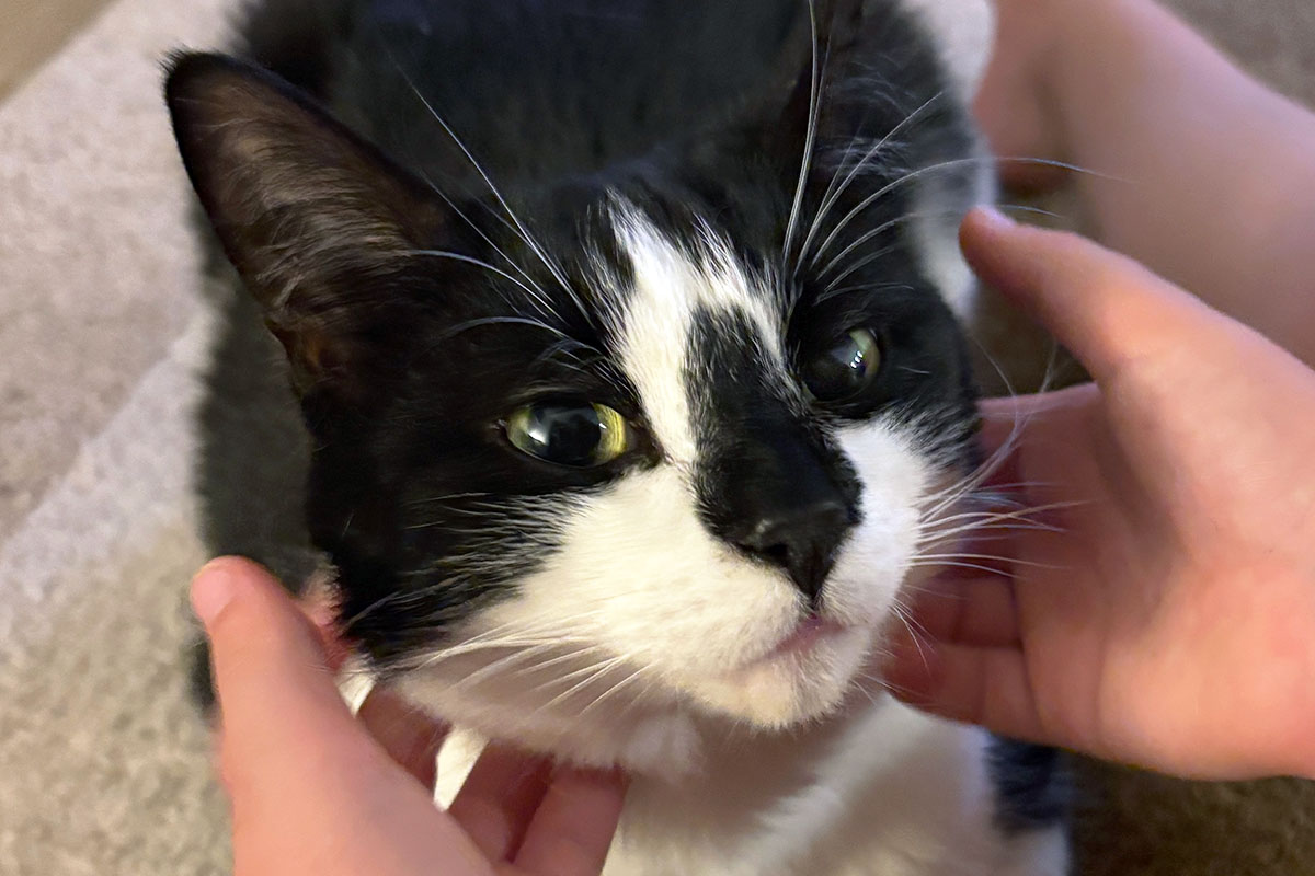 Southbourne Cat Visits