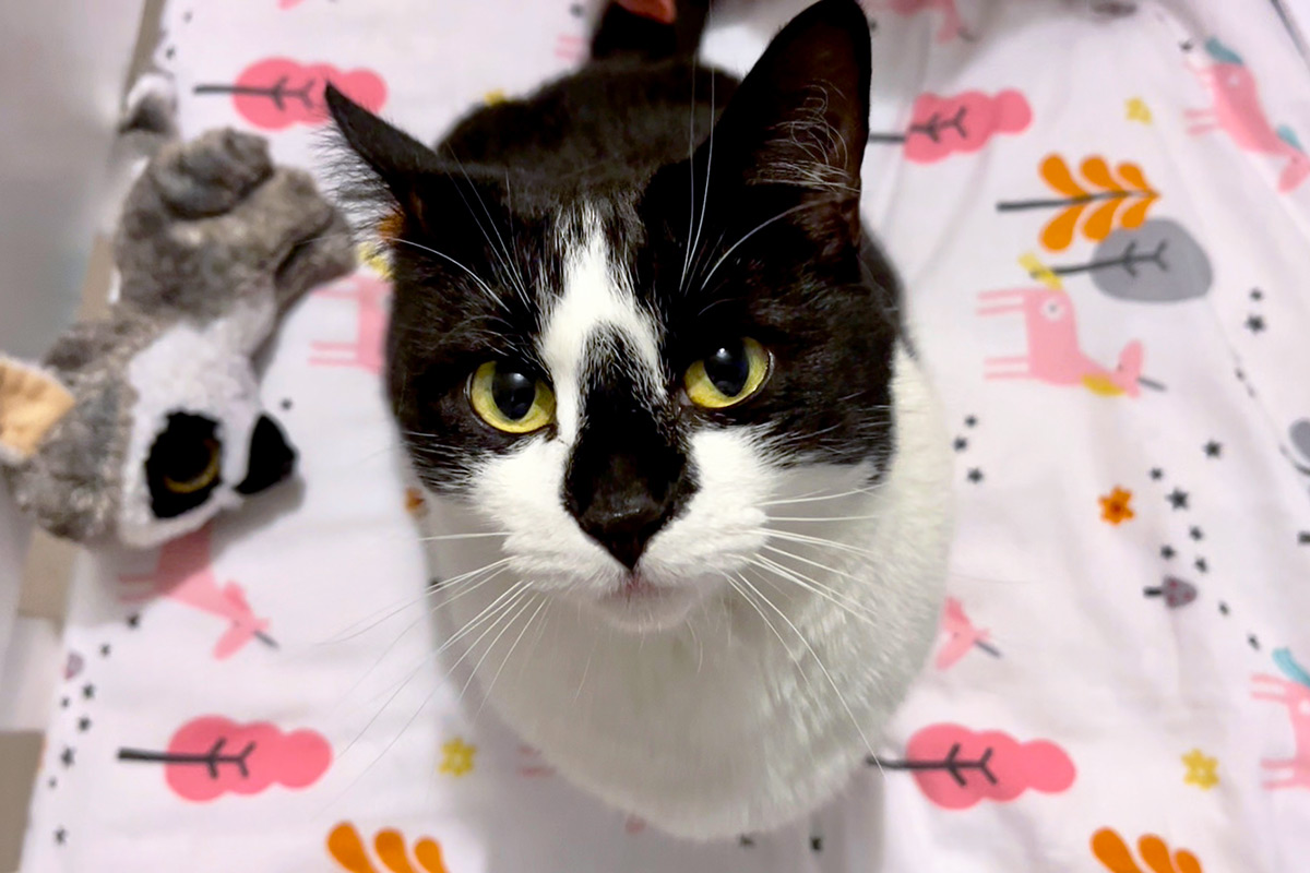 Southbourne Cat Visits