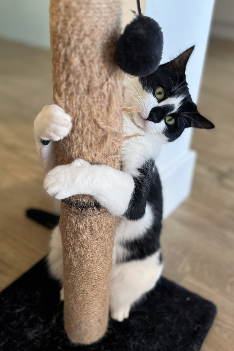 Southbourne Cat Visits