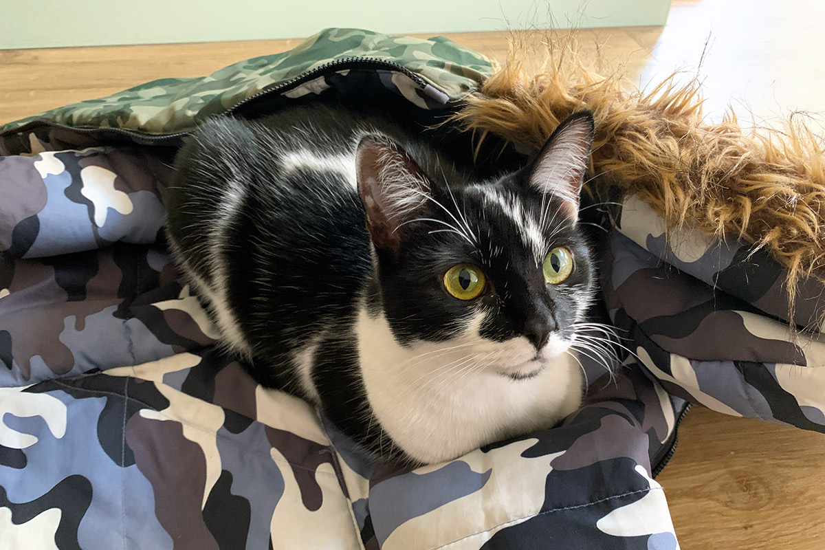 Southbourne Cat Sitting Service