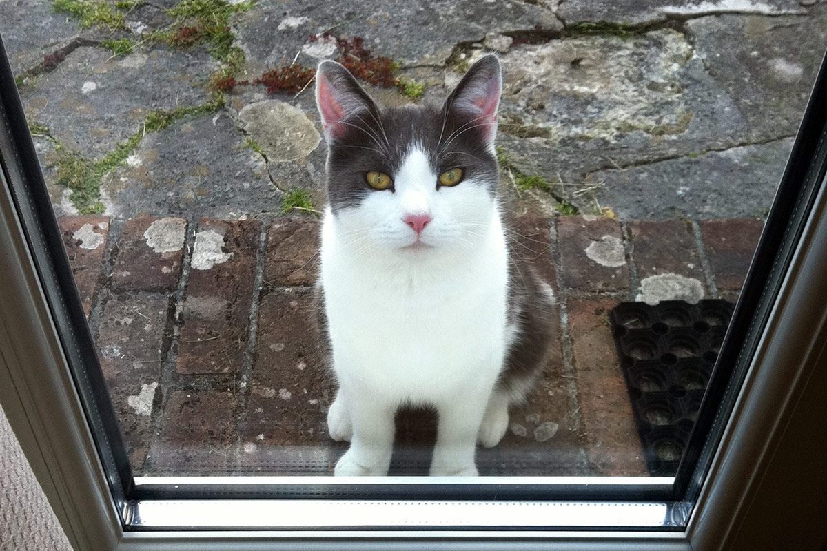 Cat Visiting Service Southbourne