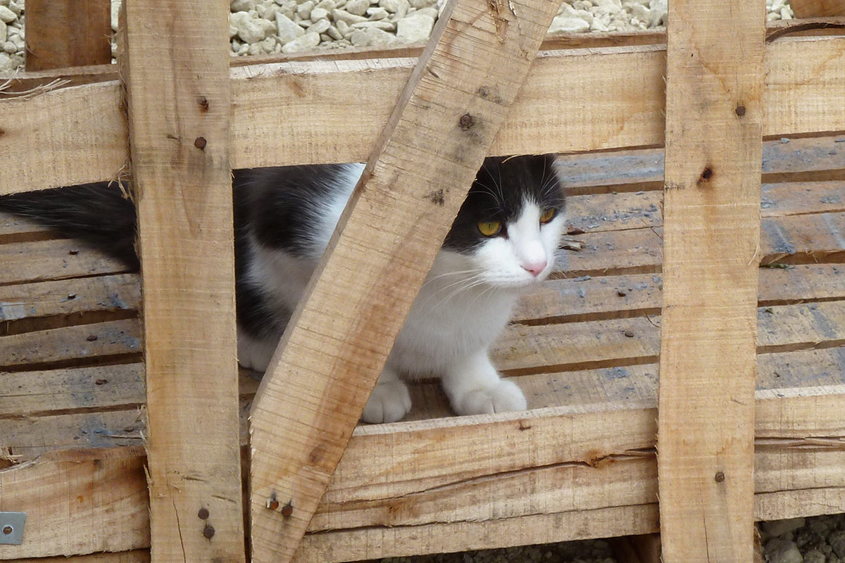 Southbourne Cat Visiting Service
