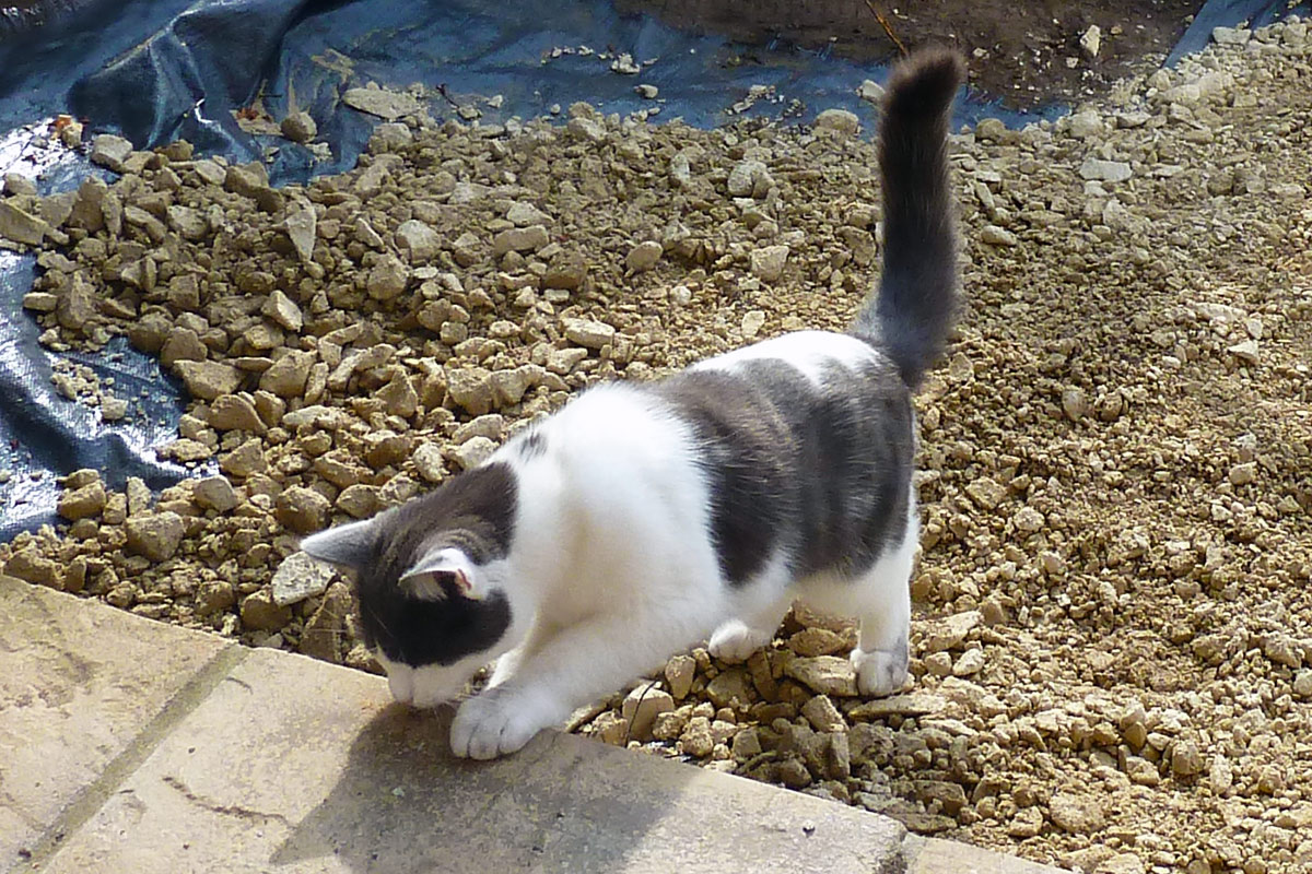 Southbourne Cat Sitting Service