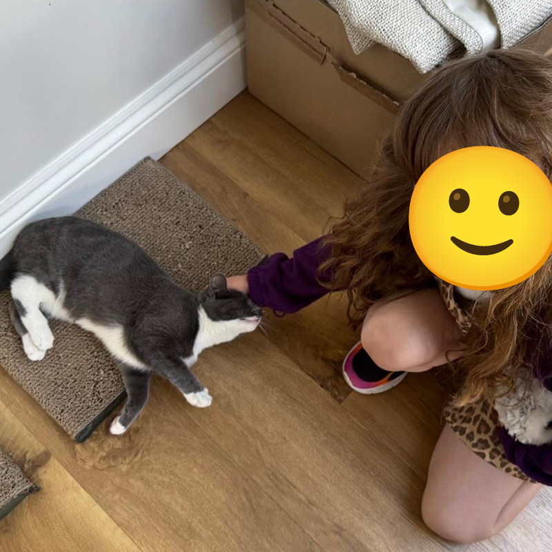 Cat Visiting Service Southbourne