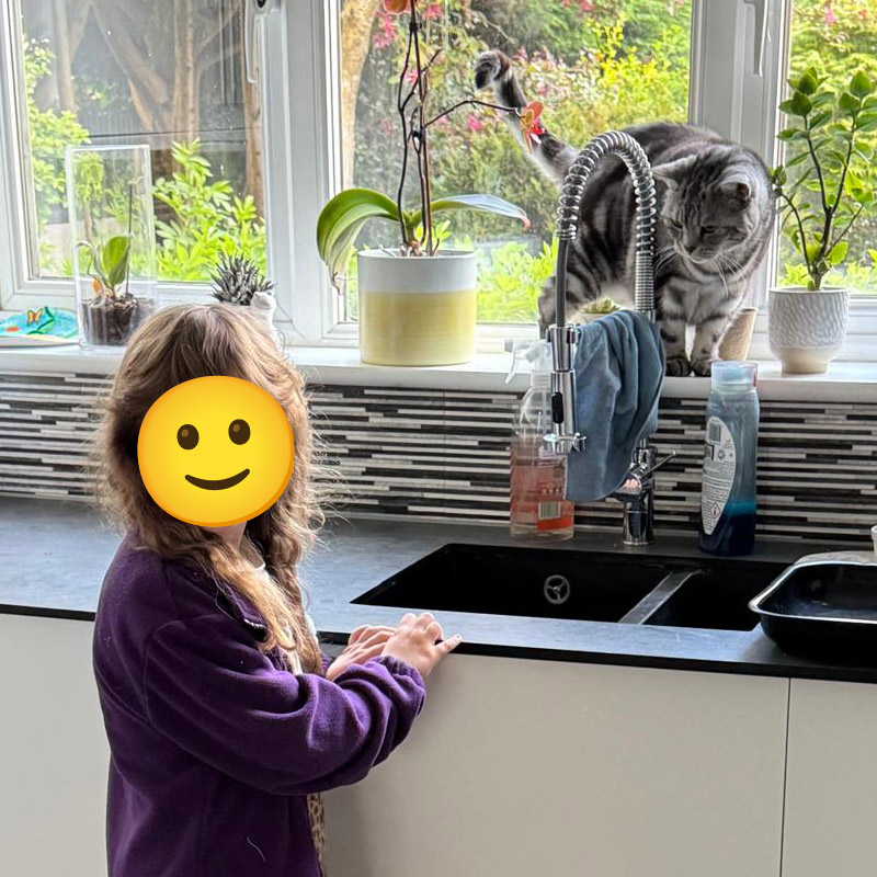 Cat Visiting Service Southbourne