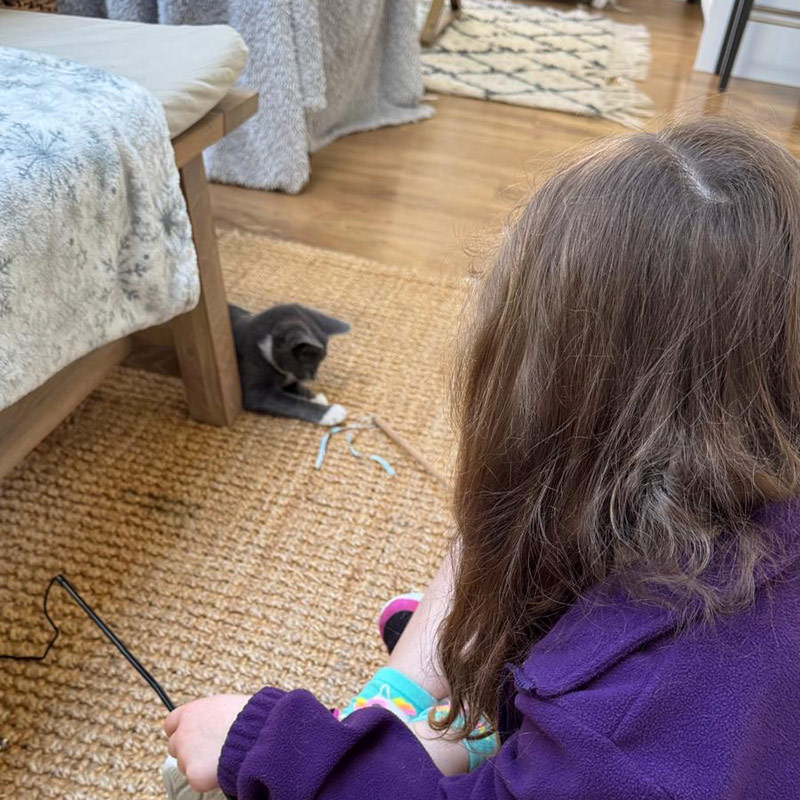 Cat Visiting Service Southbourne