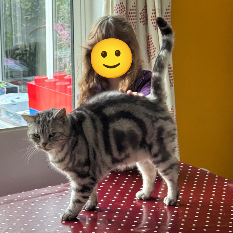 Cat Visiting Service Southbourne