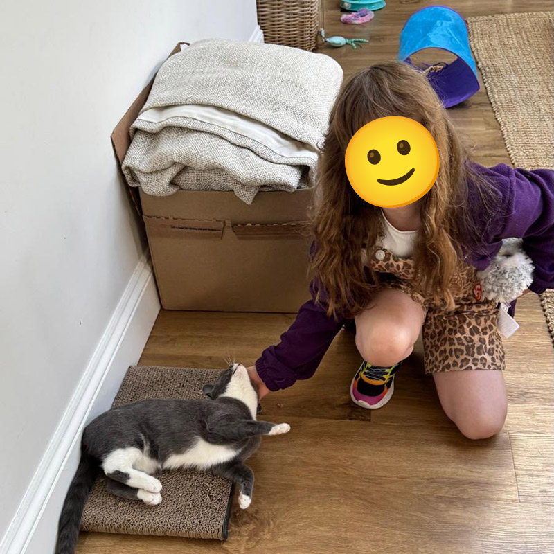 Cat Visiting Service Southbourne