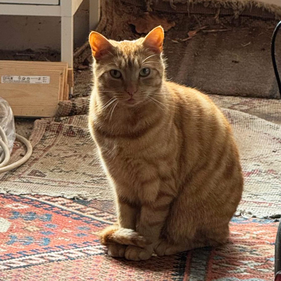 Cat Visiting Service Southbourne