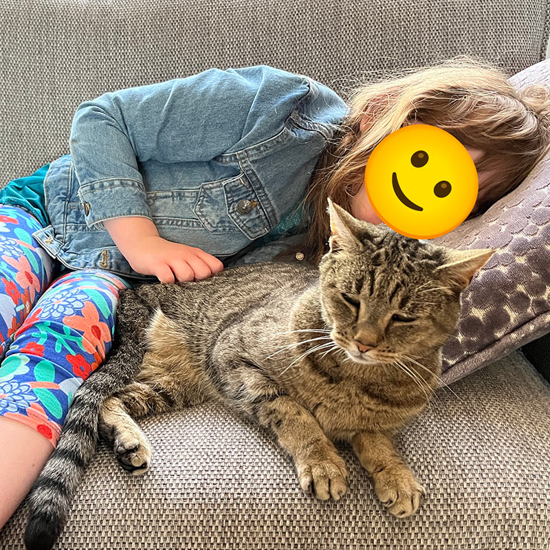 Cat Visiting Service Southbourne