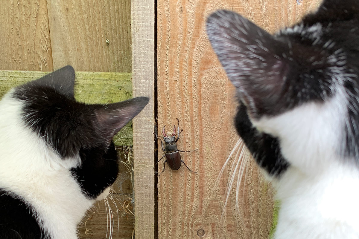 Southbourne Cat Visiting Service