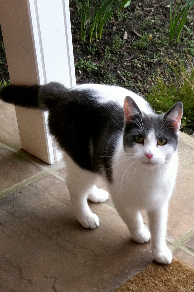 Southbourne Cat Visiting Service